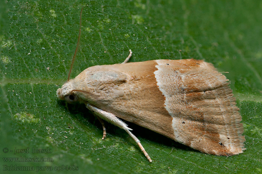 Eublemma parva Small Marbled Morička malá Anthophile Inules