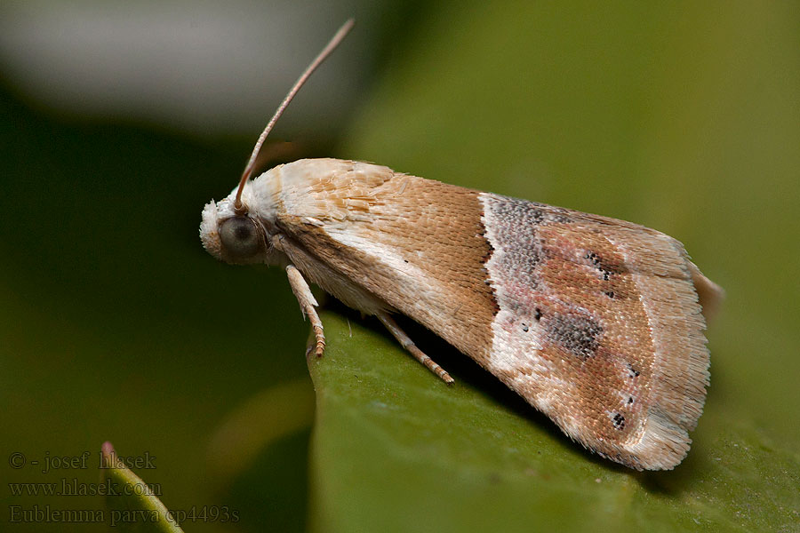 Small Marbled Eublemma parva