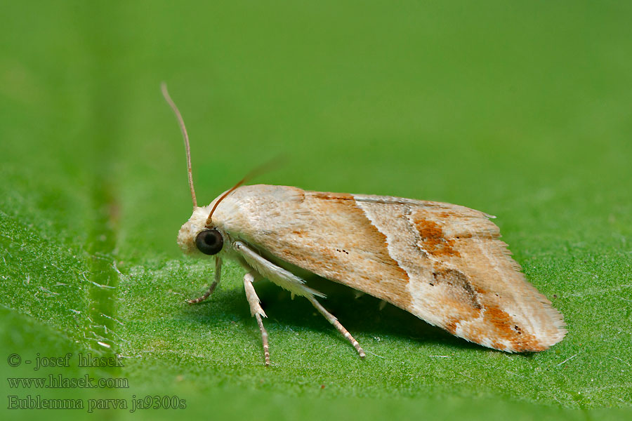 Anthophile Inules Eublemma parva