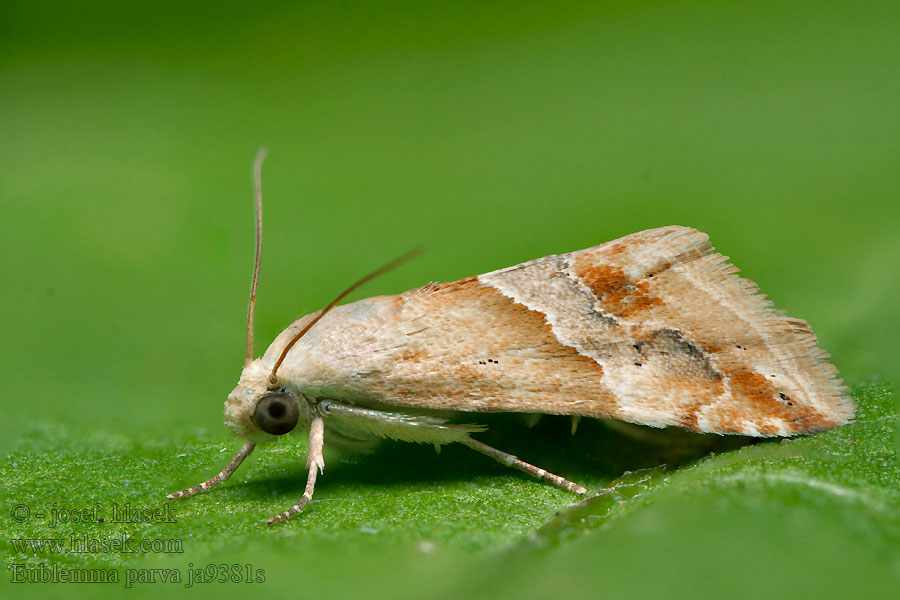 Small Marbled Morička malá Eublemma parva