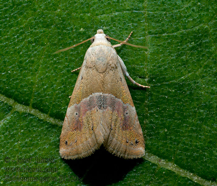 Geröllsteppenheiden-Zwergeulchen Small Marbled Eublemma parva