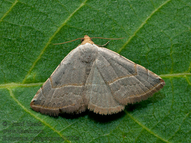 Eublemma polygramma