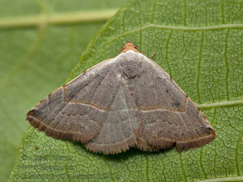 Eublemma polygramma Ленточница линейчатая