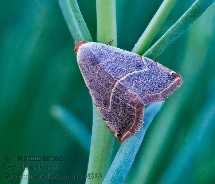 Eublemma polygramma Ленточница линейчатая