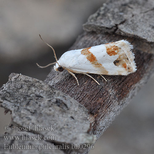 Eublemma pulchralis Anthophile superbe