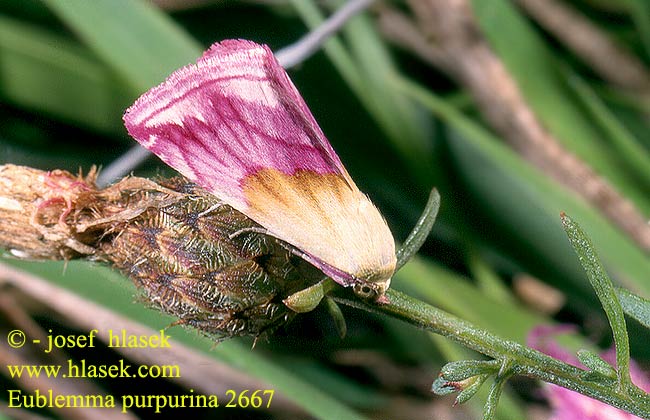 Eublemma purpurina Purppurakääpiöyökkönen Bíborbagoly