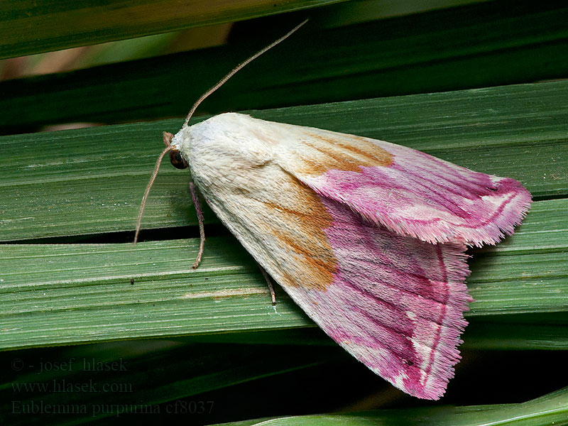 Beautiful Marbled Eublemma purpurina