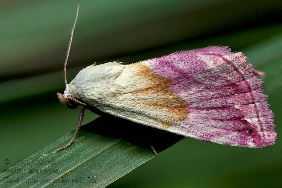 Prachtpurperuiltje Eublemma purpurina