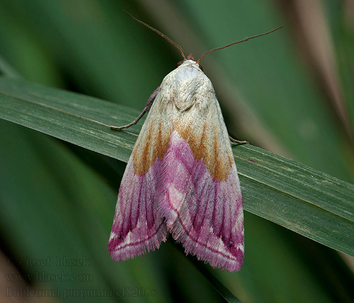 Eublemma purpurinum Světlopáska pcháčová