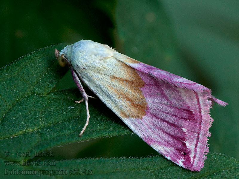 Eublemma purpurina Purpur-Zwergeulchen<