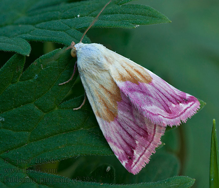 Eublemma purpurina Beautiful Marbled Morička purpurová