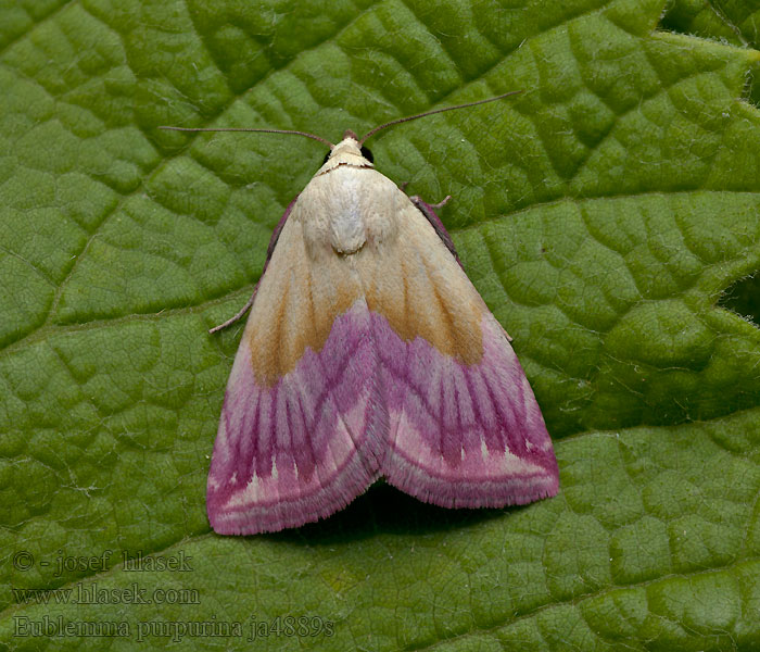 Morička purpurová Noctuelle purpurine Eublemma purpurina