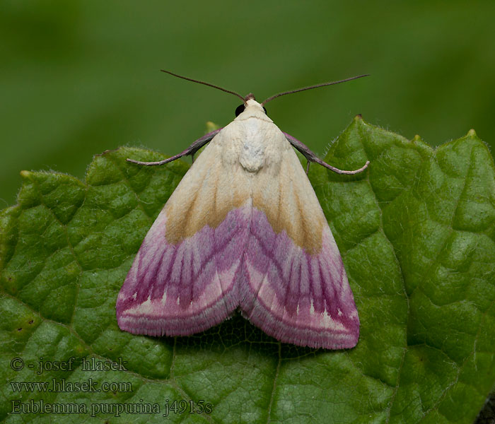 Beautiful Marbled Eublemma purpurina