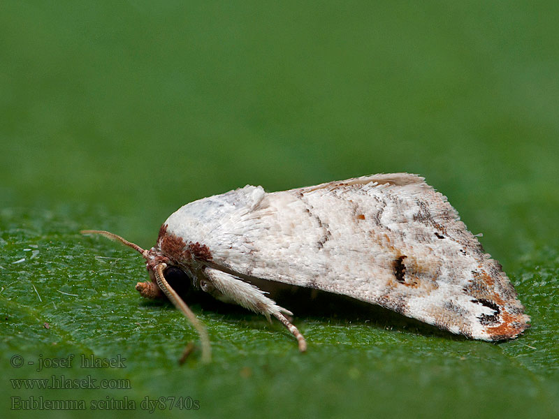 Eublemma scitula Grey Eublemma Coccidiphage