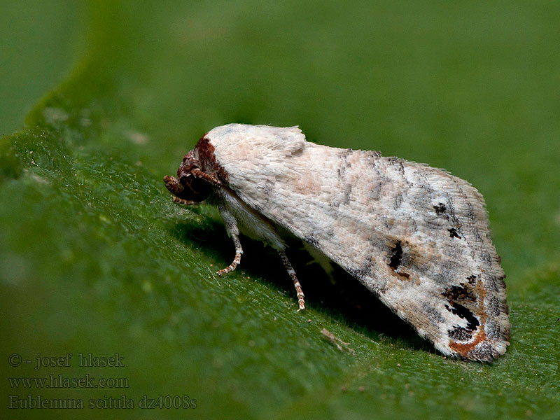 Eublemma scitula Grey Eublemma Coccidiphage