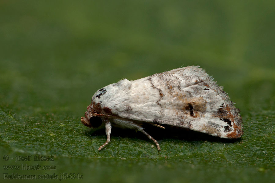 Grey Eublemma Coccidiphage Eublemma scitula