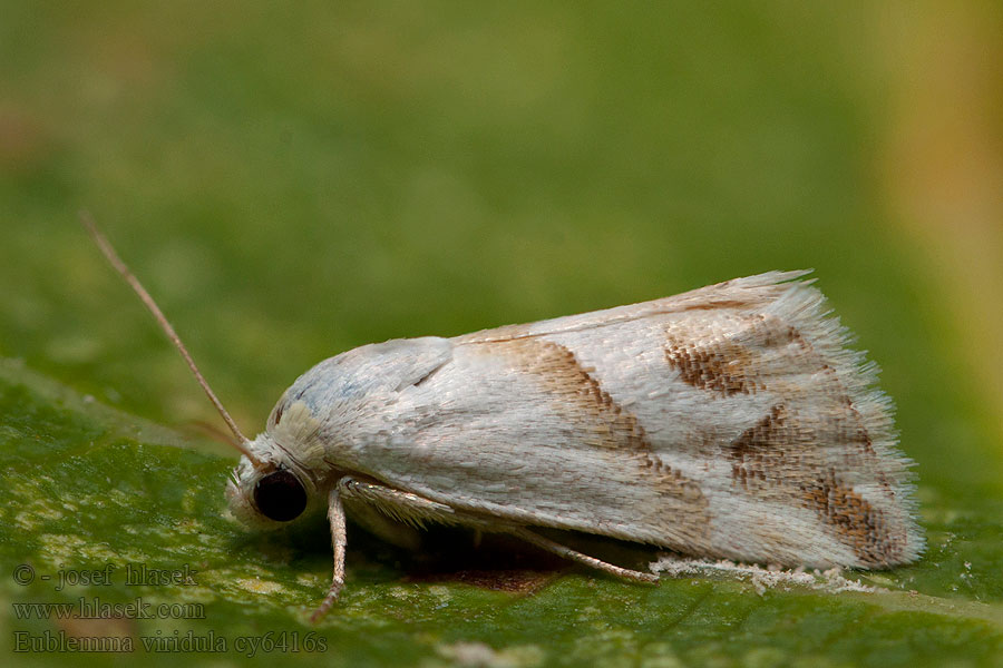 Eublemma viridula