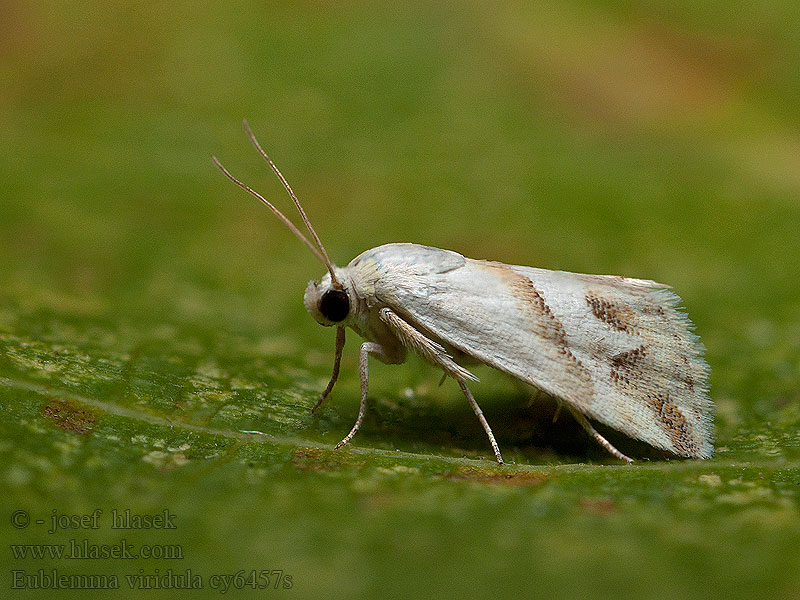 Eublemma viridula