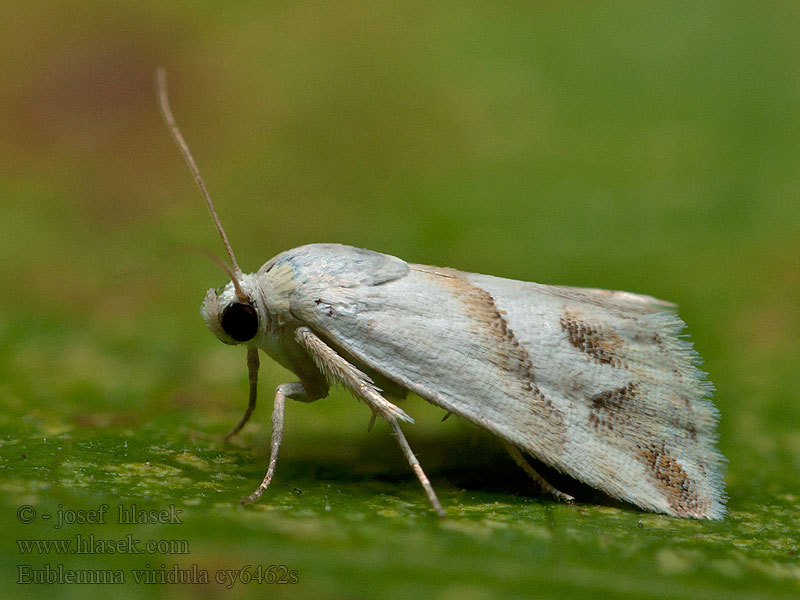 Eublemma viridula