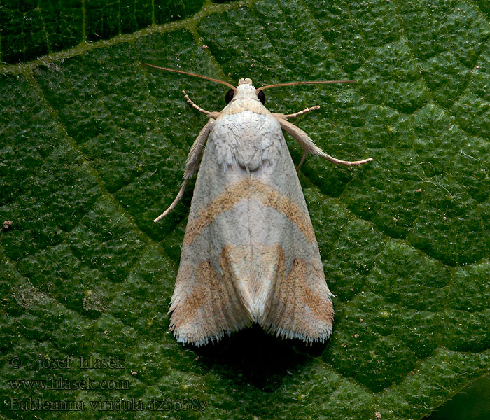 Eublemma viridula