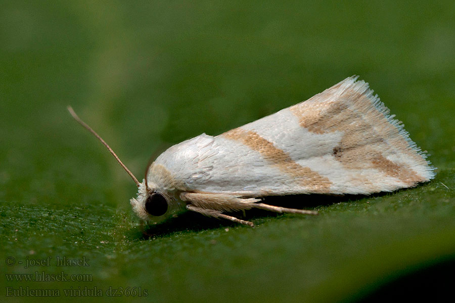 Eublemma viridula