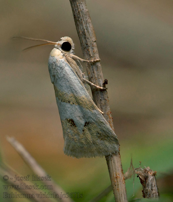 Eublemma viridula