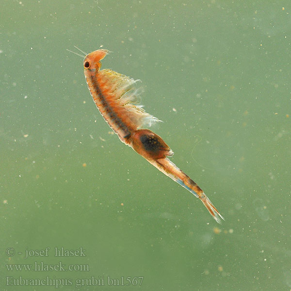 Eubranchipus grubii Branchipus Siphonophanes grubei Chirocephalus Žábronožka sněžní Frühjahrs-Feenkrebs Feenkrebs Kiemenfuß Korai tócsarák Fairy shrimp Dziwogłówka wiosenna Forårsfereje Forårs-fereje Пресноводная артемия Žiabronožka snežná Oranje-blauw Zwemmend Geraamte