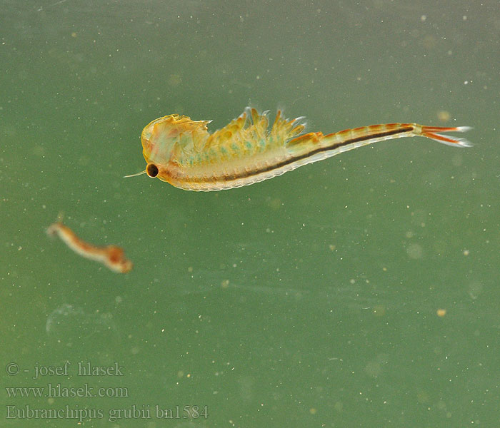 Žábronožka sněžní Frühjahrs-Feenkrebs Feenkrebs Kiemenfuß Korai tócsarák Fairy shrimp Dziwogłówka wiosenna Forårsfereje Forårs-fereje Пресноводная артемия Žiabronožka snežná Oranje-blauw Zwemmend Geraamte Eubranchipus grubii Branchipus Siphonophanes grubei Chirocephalus