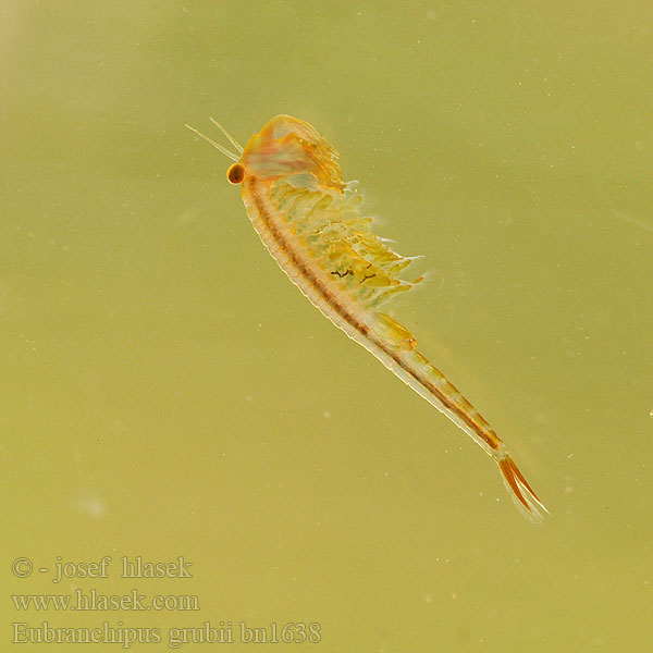 Frühjahrs-Feenkrebs Feenkrebs Kiemenfuß Korai tócsarák Fairy shrimp Dziwogłówka wiosenna Forårsfereje Forårs-fereje Пресноводная артемия Žiabronožka snežná Oranje-blauw Zwemmend Geraamte Eubranchipus grubii Branchipus Siphonophanes grubei Chirocephalus Žábronožka sněžní