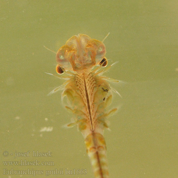 Korai tócsarák Fairy shrimp Dziwogłówka wiosenna Forårsfereje Forårs-fereje Пресноводная артемия Žiabronožka snežná Oranje-blauw Zwemmend Geraamte Eubranchipus grubii Branchipus Siphonophanes grubei Chirocephalus Žábronožka sněžní Frühjahrs-Feenkrebs Feenkrebs Kiemenfuß