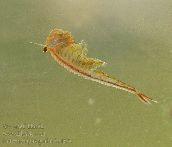 Fairy shrimp Dziwogłówka wiosenna Forårsfereje Forårs-fereje Пресноводная артемия Žiabronožka snežná Oranje-blauw Zwemmend Geraamte Eubranchipus grubii Branchipus Siphonophanes grubei Chirocephalus Žábronožka sněžní Frühjahrs-Feenkrebs Feenkrebs Kiemenfuß Korai tócsarák