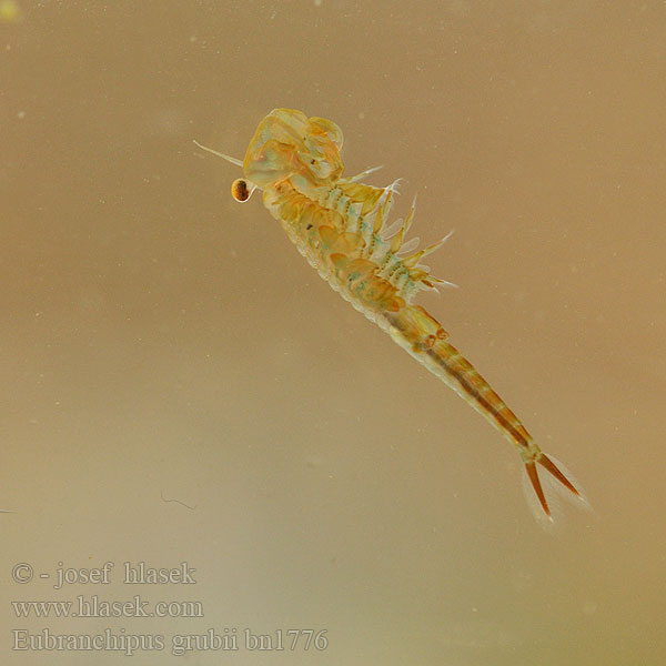 Branchipus grubii Siphonophanes grubei Chirocephalus Eubranchipus Žábronožka sněžní Frühjahrs-Feenkrebs Feenkrebs Kiemenfuß Korai tócsarák Fairy shrimp Dziwogłówka wiosenna Forårsfereje Forårs-fereje Пресноводная артемия Žiabronožka snežná Oranje-blauw Zwemmend Geraamte