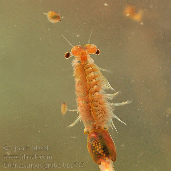 Branchipus grubei Siphonophanes grubii Chirocephalus Eubranchipus Žábronožka sněžní Frühjahrs-Feenkrebs Feenkrebs Kiemenfuß Korai tócsarák Fairy shrimp Dziwogłówka wiosenna Forårsfereje Forårs-fereje Пресноводная артемия Žiabronožka snežná Oranje-blauw Zwemmend Geraamte