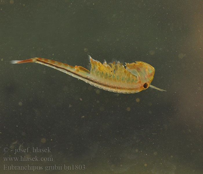 Chirocephalus grubei Siphonophanes grubii Branchipus Eubranchipus Žábronožka sněžní Frühjahrs-Feenkrebs Feenkrebs Kiemenfuß Korai tócsarák Fairy shrimp Dziwogłówka wiosenna Forårsfereje Forårs-fereje Пресноводная артемия Žiabronožka snežná Oranje-blauw Zwemmend Geraamte