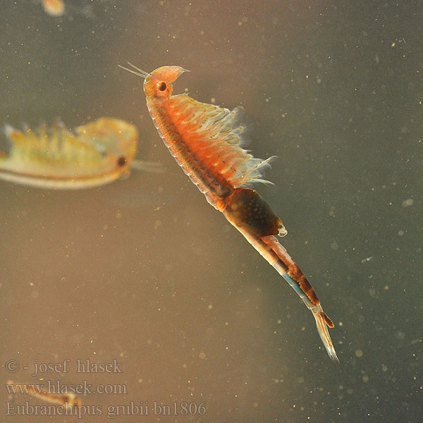 Eubranchipus grubii Žábronožka sněžní Frühjahrs-Feenkrebs Feenkrebs Kiemenfuß Korai tócsarák Fairy shrimp Dziwogłówka wiosenna Forårsfereje Forårs-fereje Пресноводная артемия Žiabronožka snežná Oranje-blauw Zwemmend Geraamte Chirocephalus grubei Siphonophanes Branchipus