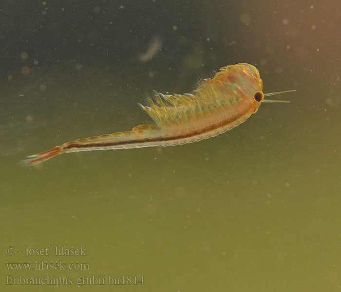 Eubranchipus grubii Frühjahrs-Feenkrebs Feenkrebs Kiemenfuß Korai tócsarák Fairy shrimp Dziwogłówka wiosenna Forårsfereje Forårs-fereje Пресноводная артемия Žiabronožka snežná Oranje-blauw Zwemmend Geraamte Chirocephalus grubei Siphonophanes Branchipus Žábronožka sněžní