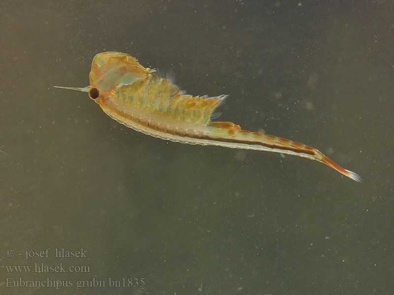 Eubranchipus grubii Kiemenfuß Frühjahrs-Feenkrebs Feenkrebs Korai tócsarák Fairy shrimp Dziwogłówka wiosenna Forårsfereje Forårs-fereje Пресноводная артемия Žiabronožka snežná Oranje-blauw Zwemmend Geraamte Chirocephalus grubei Siphonophanes Branchipus Žábronožka sněžní