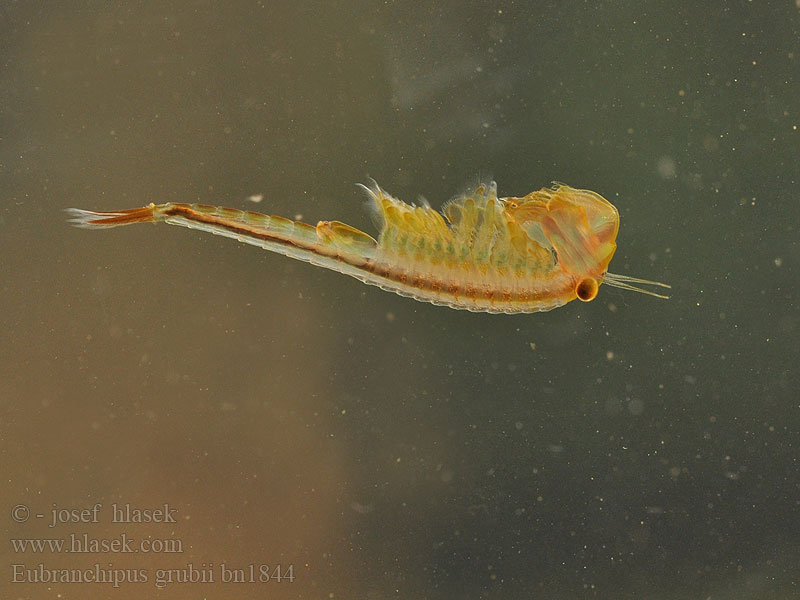 Eubranchipus grubii Feenkrebs Kiemenfuß Frühjahrs-Feenkrebs Korai tócsarák Fairy shrimp Dziwogłówka wiosenna Forårsfereje Forårs-fereje Пресноводная артемия Žiabronožka snežná Oranje-blauw Zwemmend Geraamte Chirocephalus grubei Siphonophanes Branchipus Žábronožka sněžní