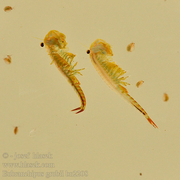 Eubranchipus grubii Korai tócsarák Fairy shrimp Dziwogłówka wiosenna Forårsfereje Forårs-fereje Пресноводная артемия Žiabronožka snežná Oranje-blauw Zwemmend Geraamte Chirocephalus grubei Siphonophanes Branchipus Žábronožka sněžní Feenkrebs Kiemenfuß Frühjahrs-Feenkrebs