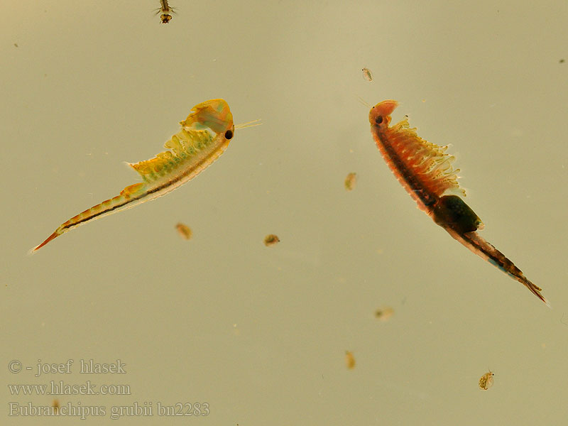 Eubranchipus grubii Пресноводная артемия Žiabronožka snežná Oranje-blauw Zwemmend Geraamte Chirocephalus grubei Siphonophanes Branchipus Žábronožka sněžní Feenkrebs Kiemenfuß Frühjahrs-Feenkrebs Korai tócsarák Fairy shrimp Dziwogłówka wiosenna Forårsfereje Forårs-fereje