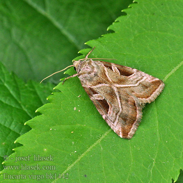 Mocsári bíborbagoly Rosa jungfrufly ウスムラサキヨトウ