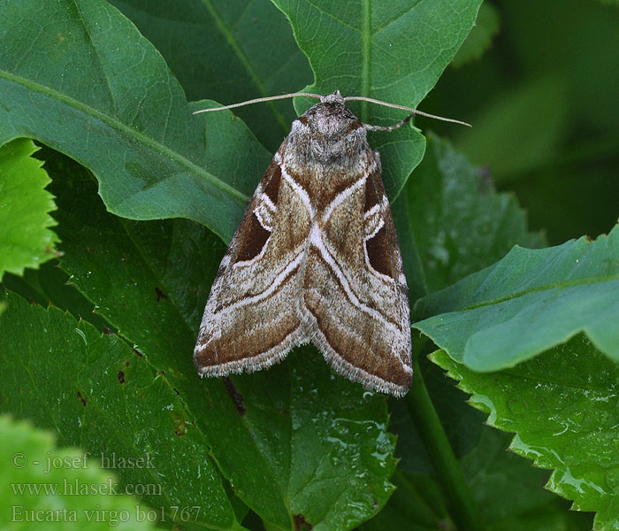 Eucarta virgo Blýskavka panenská Rosa jungfrufly ウスムラサキヨトウ