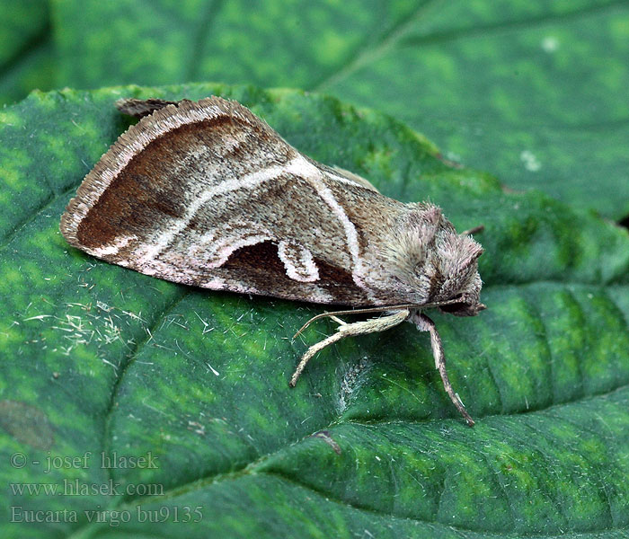 Eucarta virgo Baltajuostė eukarta Sivkavec fialový