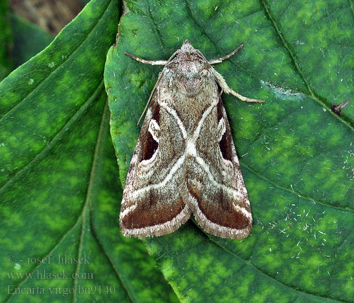 Eucarta virgo Rosa jungfrufly ウスムラサキヨトウ