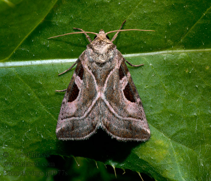 Mocsári bíborbagoly Rosa jungfrufly ウスムラサキヨトウ Eucarta virgo