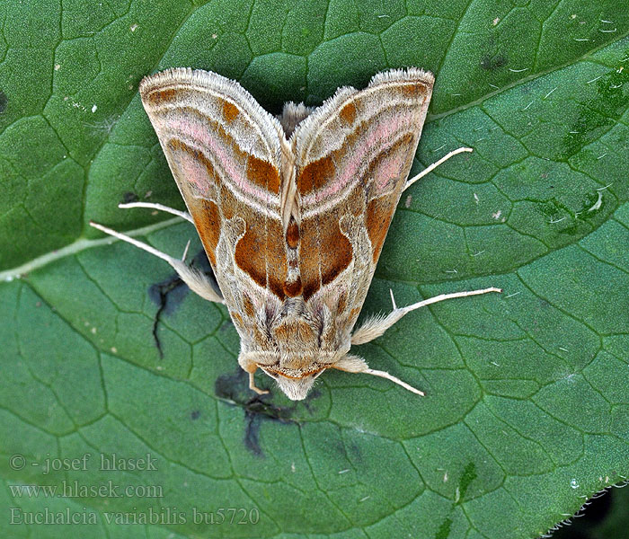 Euchalcia variabilis Kovolesklec horský