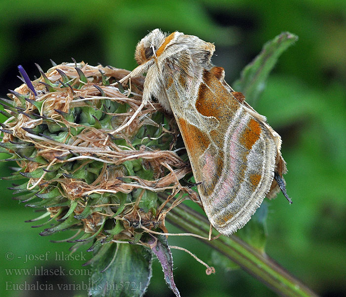 Euchalcia variabilis Eisenhut-Höckereule