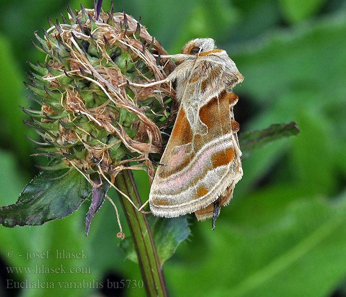 Euchalcia variabilis Purple-shaded Gem