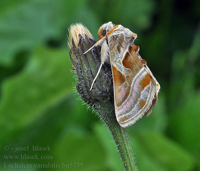 Euchalcia variabilis Mora páskatá