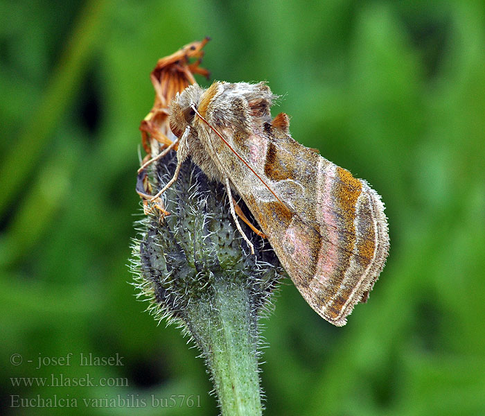 Euchalcia variabilis Plusie illustrer